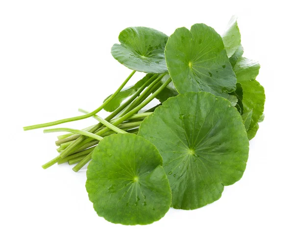 Close Blad Van Gotu Kola Aziatische Pennywort Asiatisch Blad Geïsoleerd — Stockfoto