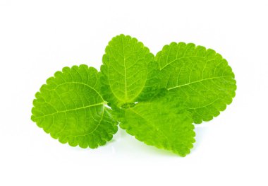 Beyaz arkaplanda izole edilmiş taze nane yaprakları