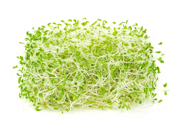 Heap Alfalfa Sprouts White Background Stock Image