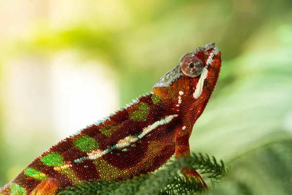 Closeup Beautiful Chameleon Panther — Stock Photo, Image