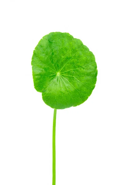 Folha Close Gotu Kola Pennywort Asiático Folha Asiática Isolada Fundo — Fotografia de Stock