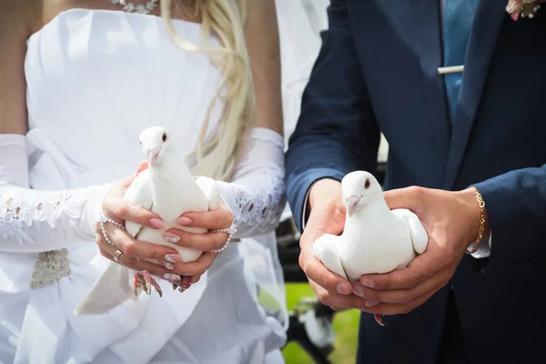 Novia Novio Sosteniendo Palomas Blancas Las Manos —  Fotos de Stock