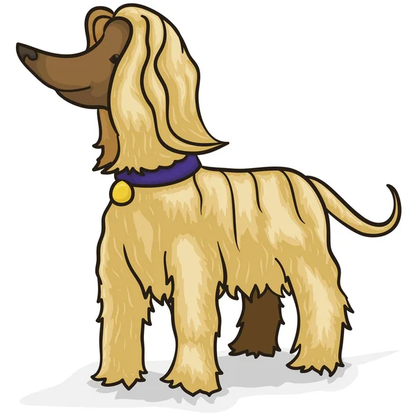 Eleganckie Afghan Hound gotowe do pielęgnacji, ilustracji wektorowych — Wektor stockowy