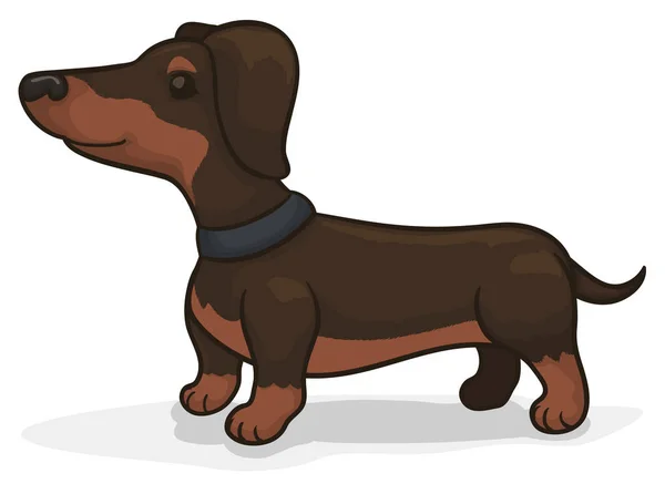 Adorable teckel avec collier attendant son propriétaire, Illustration vectorielle — Image vectorielle