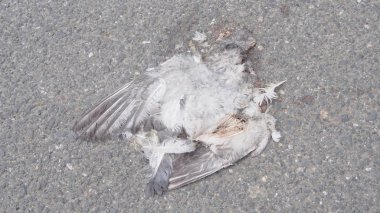 yolda trafik kazası tarafından ezilmiş kuş leşini ölü kuş