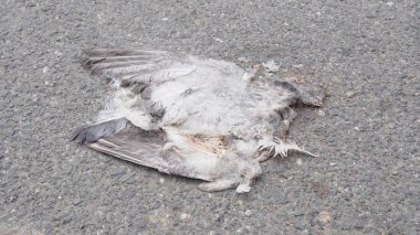 yolda trafik kazası tarafından ezilmiş kuş leşini ölü kuş