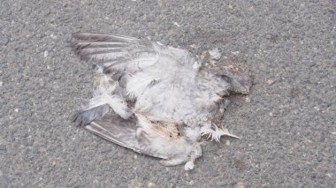 yolda trafik kazası tarafından ezilmiş kuş leşini ölü kuş