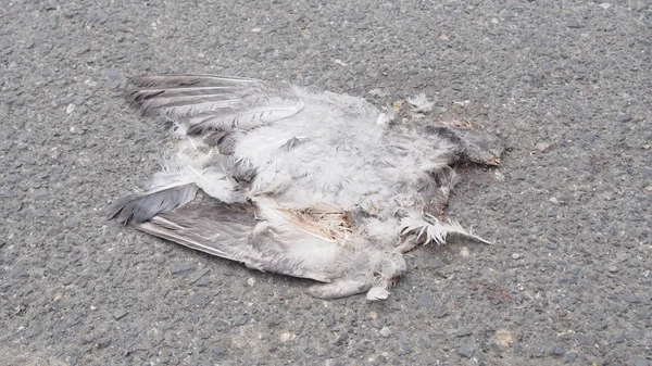 yolda trafik kazası tarafından ezilmiş kuş leşini ölü kuş