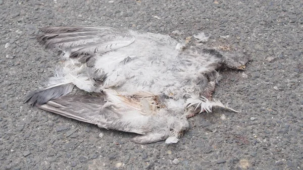 yolda trafik kazası tarafından ezilmiş kuş leşini ölü kuş