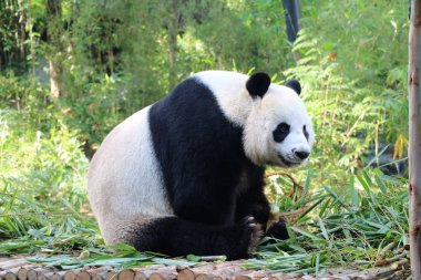 Bambu yiyen dev panda ayısı