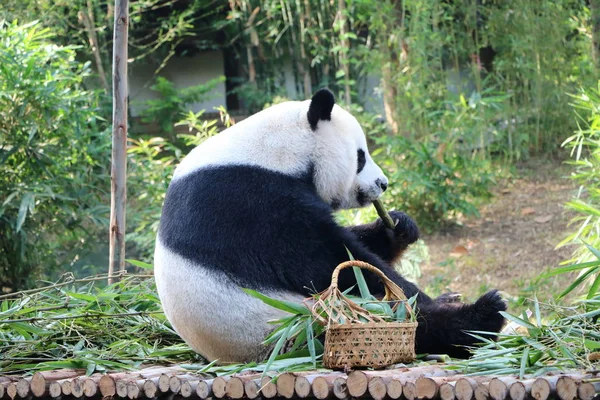 Riesenpandabär Frisst Bambus Stockfoto