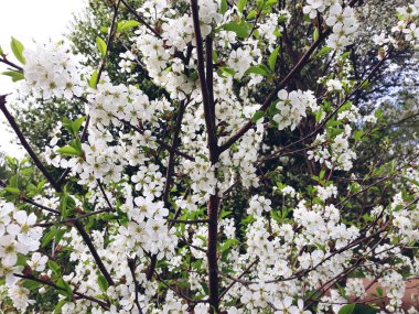 Kırsal ahşap çit ile eski bahçede çiçek açması ağaç