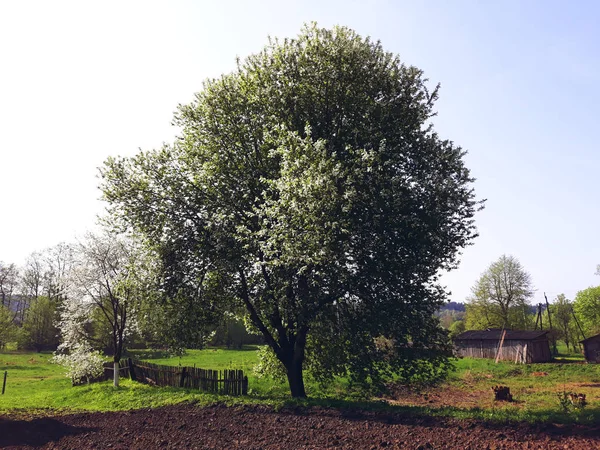 Bloeiende Boom Oude Tuin Met Houten Hek Het Platteland — Stockfoto