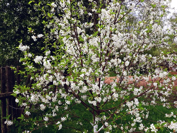 Blommande Träd Den Gamla Trädgården Med Planket Landsbygden — Stockfoto