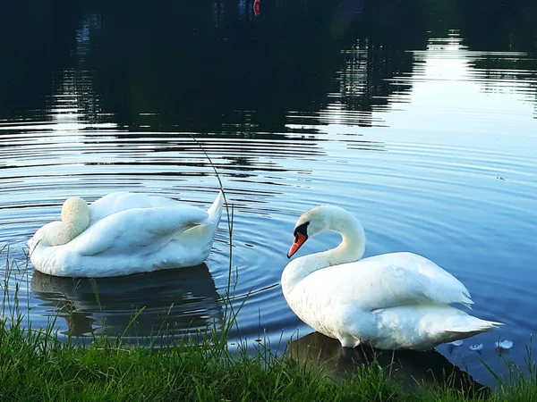 Pair Swans Lake Evening — Stock Photo, Image