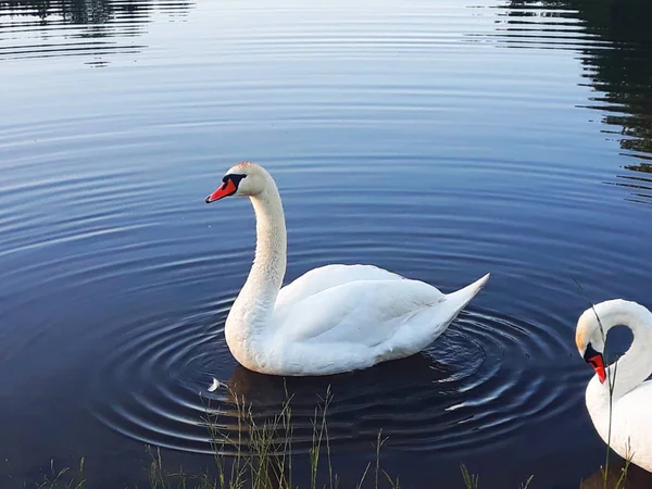 Pair Swans Lake Evening — Stock Photo, Image