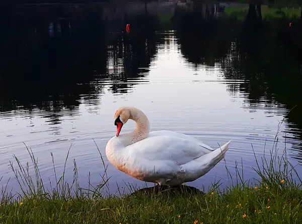 Swan Lake Evening — Stock Photo, Image