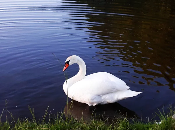 Swan Lake Evening — Stock Photo, Image