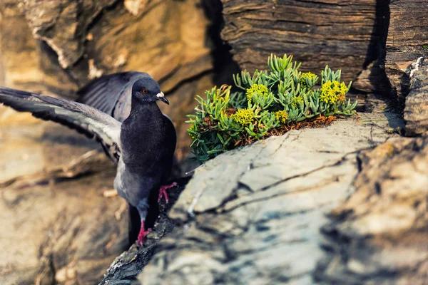 Nice Pigeon Riomaggiore Terre Italie — Photo