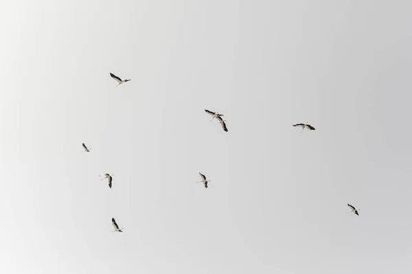 Eine Storchenschar Auf Weißem Hintergrund — Stockfoto