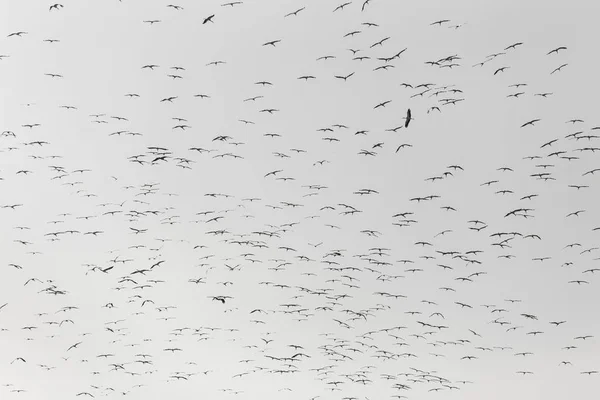 Flock Storks White Background — Stock Photo, Image