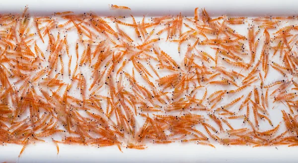 Ein Schleppnetzfang Von Antarktischem Krill Euphausia Superba Während Einer Wissenschaftlichen — Stockfoto