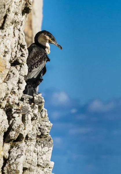 Corvo Marinho Penhascos Íngremes Cabo Boa Esperança — Fotografia de Stock