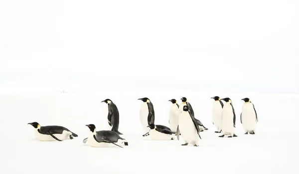 Eine Gruppe Kaiserpinguine Die Sich Neugierig Bewegt — Stockfoto