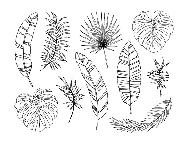 Conjunto de folhas tropicais. ilustração vetorial. — Vetor de Stock