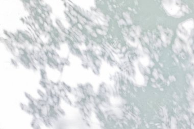 Beyaz Duvara Yansıyan Yaprakların Gölgesi