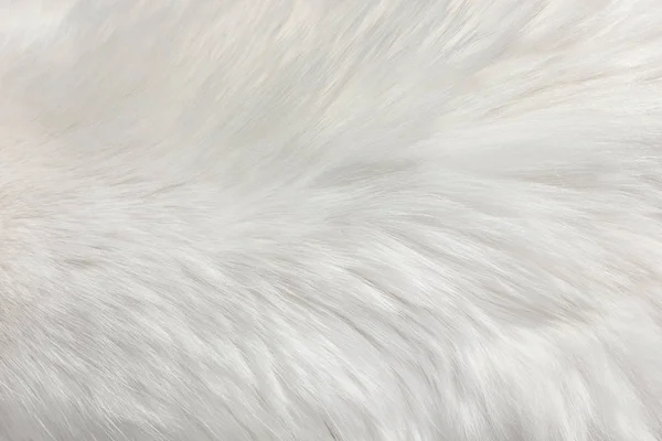 White Fur Natural Texture Close Useful Background — Stock Photo, Image