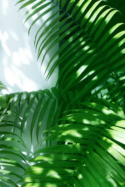 Green Palm Leaves Shadows White Wall Background — Stock Photo, Image