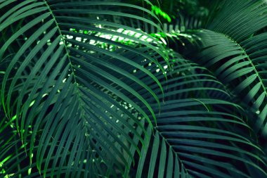 Doğa arkaplanı için Ağaç Palmiyesi yaprakları deseni.