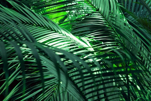 Tree Palm Leafs Pattern Nature Background — Stock Photo, Image