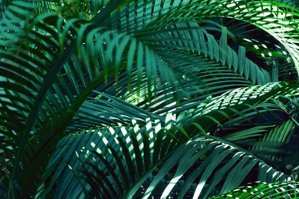 Tree Palm Levelek Minta Természet Háttér — Stock Fotó
