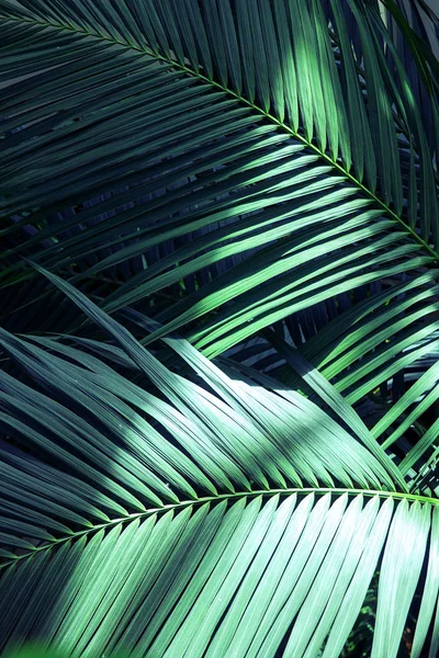 Beautiful of fern tropical leaves