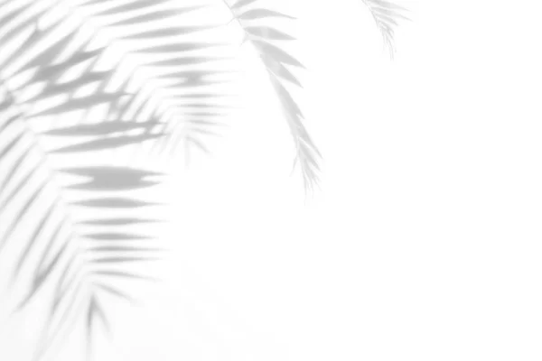 Palmiye ağaçlarının gölgeleri beyaz bir duvarda — Stok fotoğraf