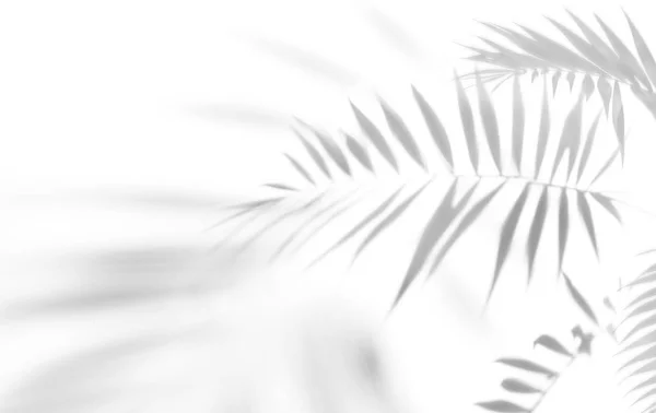 Palmiye ağaçlarının gölgeleri beyaz bir duvarda — Stok fotoğraf