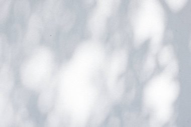 Beyaz Duvara Yansıyan Yaprakların Gölgesi