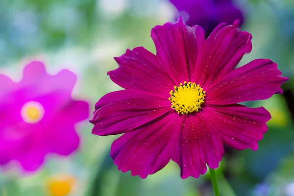 Multicolore fleur lumineuse du cosmos ensoleillé — Photo