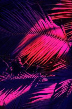 Neon aydınlatma fotoğraf palmiye yaprakları