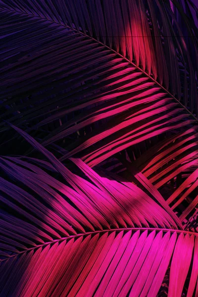 霓虹灯中棕榈叶的照片 — 图库照片
