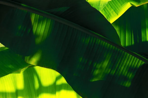 Növények, a trópusokon, háttérben a palm levelek — Stock Fotó
