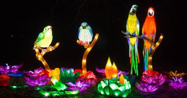 Tavus kuşu. Renkli kuşlar, Belarus, Minsk - 19 Mart 2019: botanik Üniversitesi, Belarus Minsk fenerler Festivali Sergisi