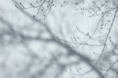 Alçılı duvardaki ağaçların gölgeleri