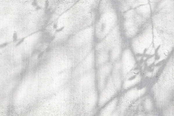 Las sombras de las ramas en la pared blanca . — Foto de Stock