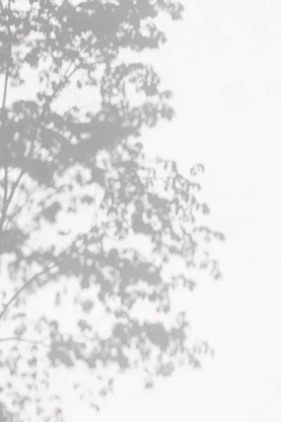 Bäume verzweigen sich und werfen Schatten auf eine weiße Betonwand. Blattmuster. verschwommener Hintergrund. lizenzfreie Stockbilder