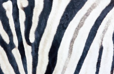 Ovaları Zebra baskı, büyük atış, doğal Zebra arka plan