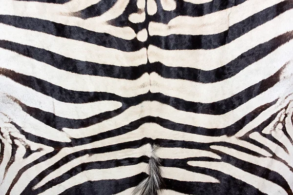 Друк рівнинної зебри, фон з натуральної зебри чорно-білий — стокове фото
