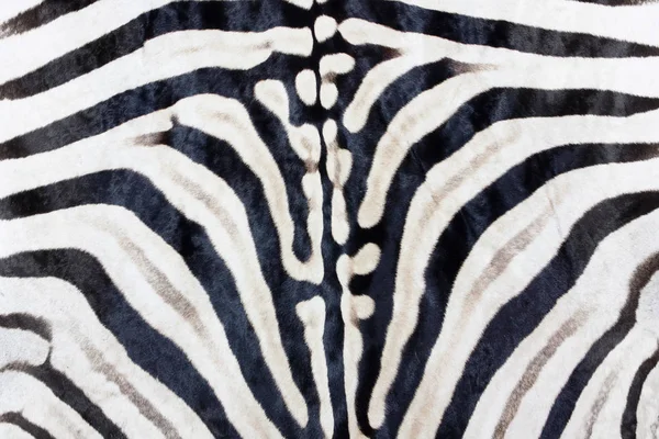 Plains zebra Print, naturliga zebra bakgrund svart vit — Stockfoto